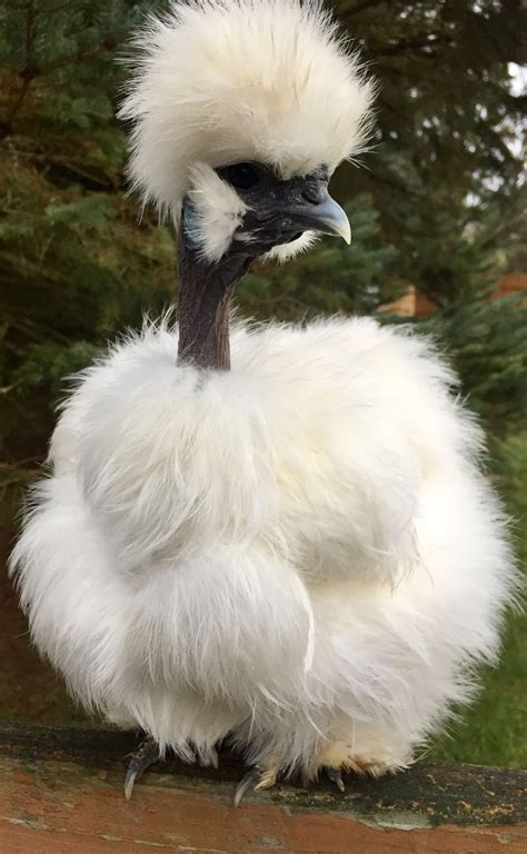 showgirl silkie chickens|Silkie Showgirl Chicken